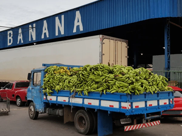 Recherche de tomate type salade