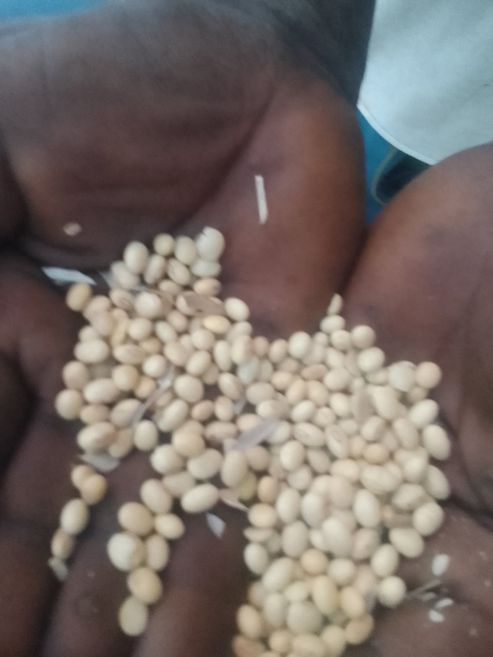 Recherche de 500 tonnes de graines de soja