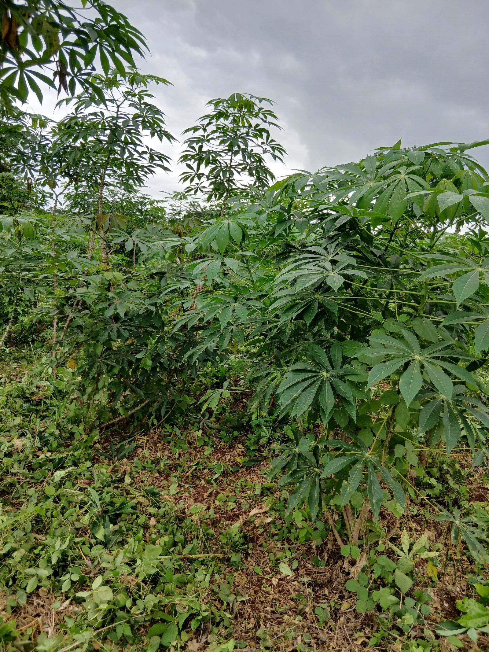 Manioc pres à être recolter 