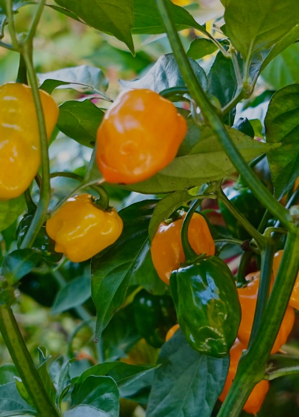 PIMENT BIG SUN
